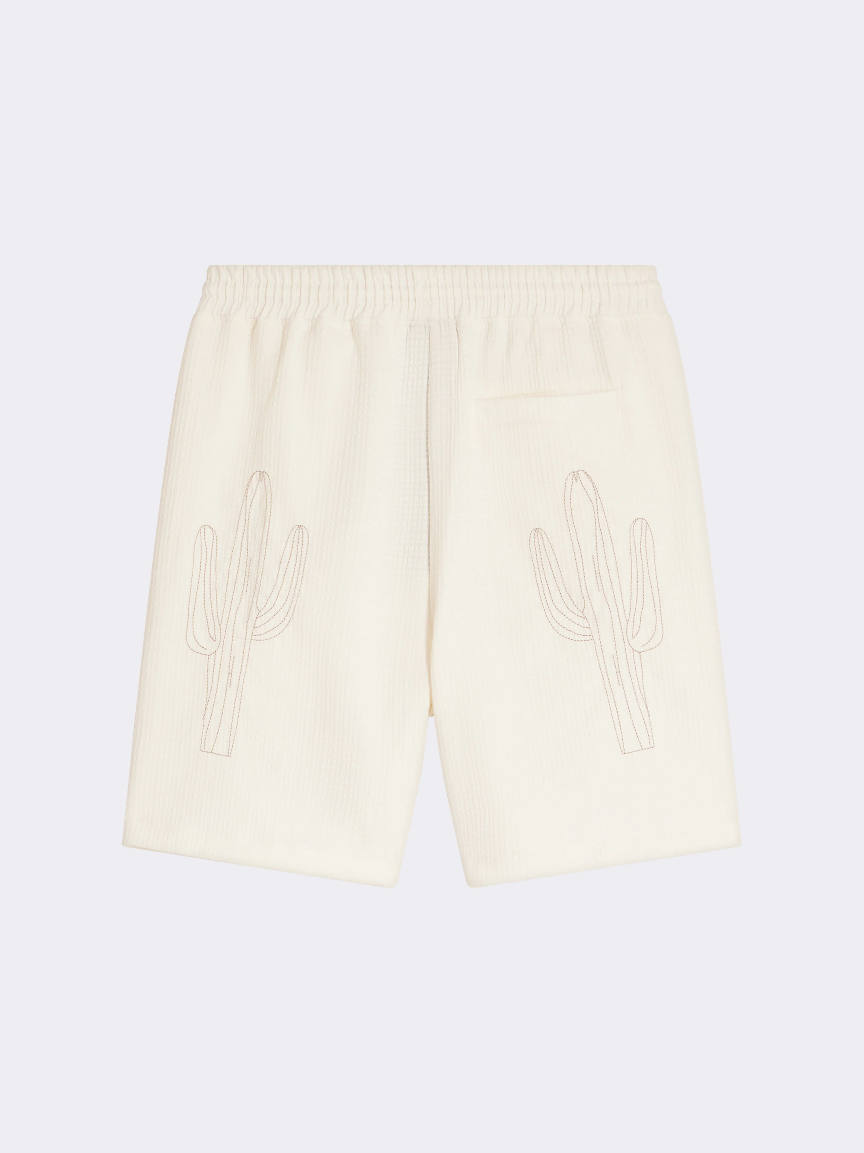 Short Cactus - Image 7